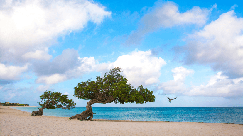 Verzekering in Aruba